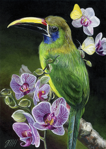 Emerald Toucanet
