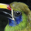 Emerald Toucanet