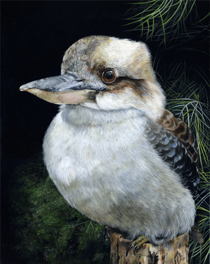 Kookaburra