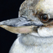 Kookaburra